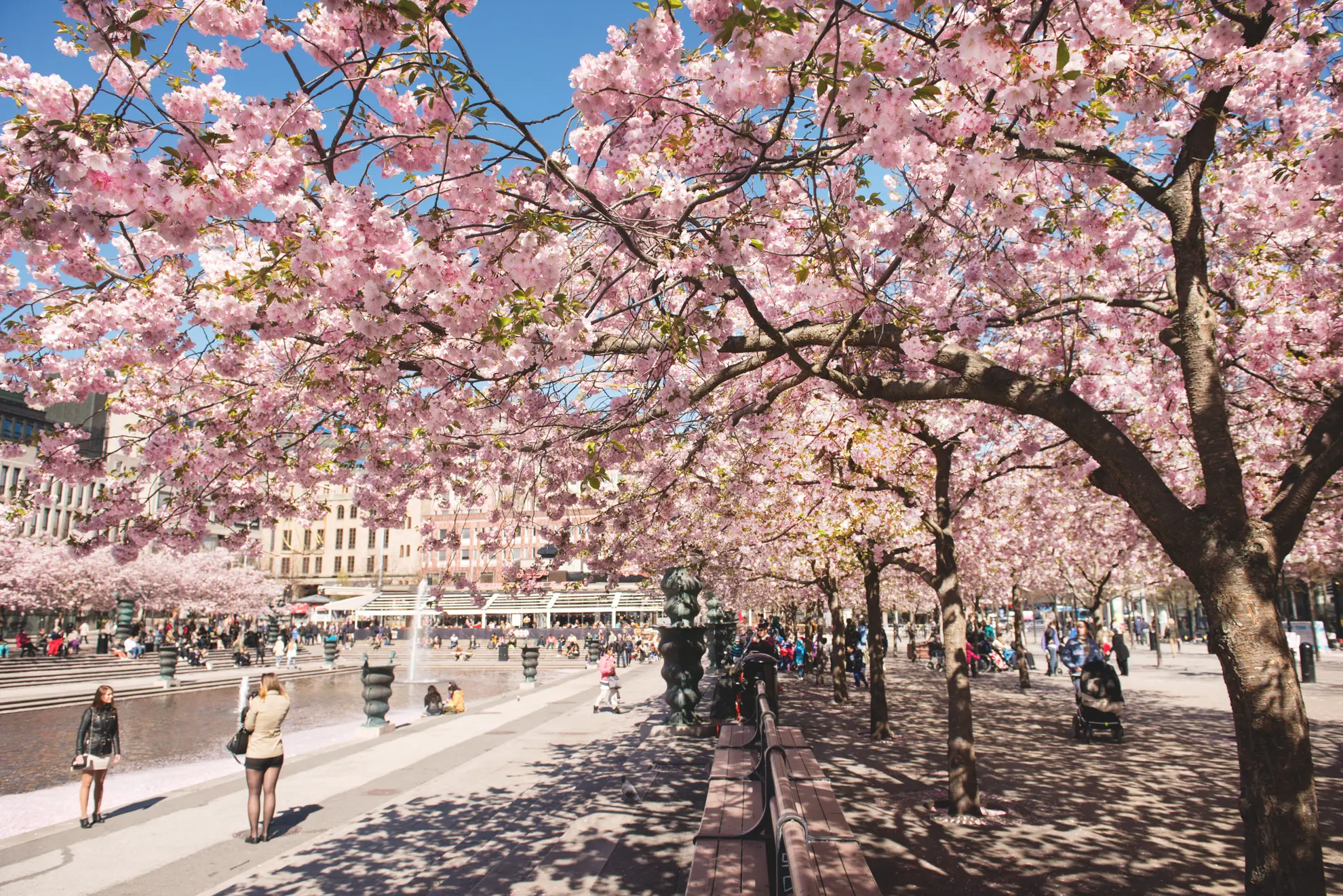 study visa of Sweden from Pakistan